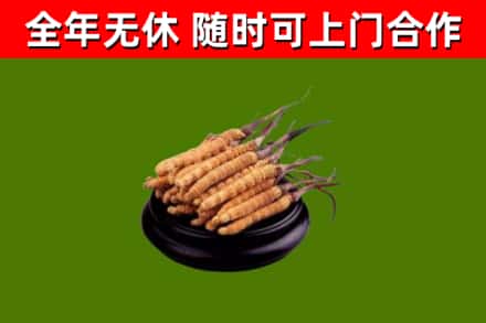 大城县烟酒回收冬虫夏草.jpg
