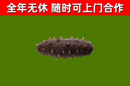 大城县烟酒回收干海参.jpg